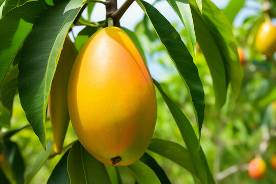 Ripening mango hanging on batch on tree. Generative AI