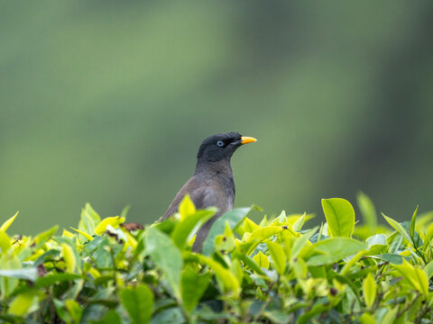 COMMMON JUNKLE MYNA