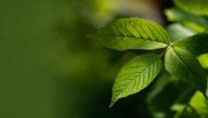 Obraz premium Trendy green blur background with green tropical plants and leaves 