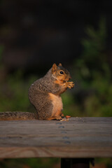 squirrel eating nut