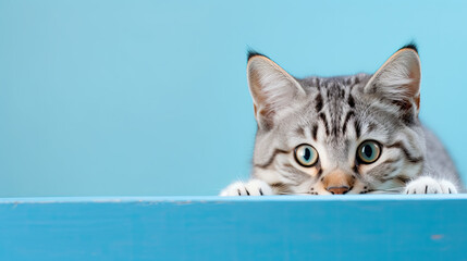  cat peeking around a corner, blue background, place for a text 