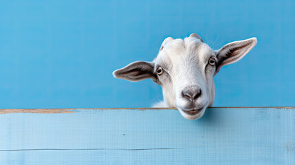 goat peeking around a corner, blue background, place for a text 
