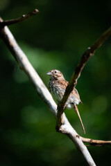 sparrow on a branch