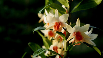 Phragmipedium Orchids flower macro close up