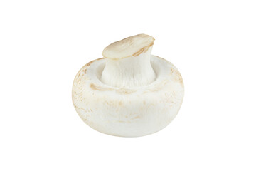 champignon mushroom isolated from background