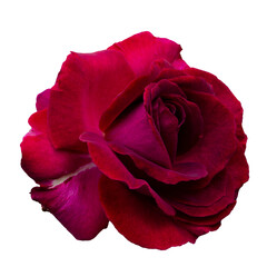 Single Dark red rose is on white background. Detail for creating a collage