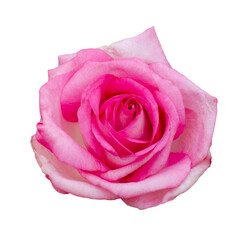 Fresh beautiful pink rose isolated on white background. Detail for creating a collage