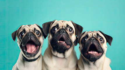 Three pug dogs  on a mint pastel background, surprised animals, concept of shock, startle 