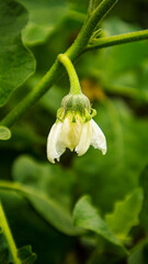 closeup of white eggplant flowers with green leaves