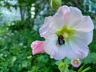  bumblebee pollinates pink mallow flower