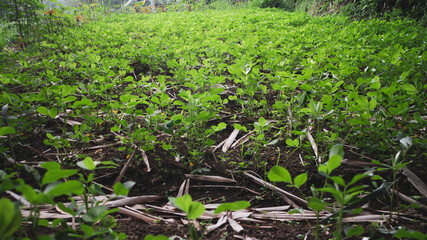 Closeup Pinto Peanut tree grow in field
