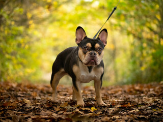 French Bulldog - Black and Tan - Autumn Leaves on Ground in Woodland
