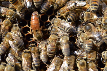 Buckfast queen bee in bee hive surrounded with her Carnica mixed lineages honeybee daughters 