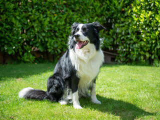 Border Collie - Black and White - Fluffy and Alert With Tongue Out