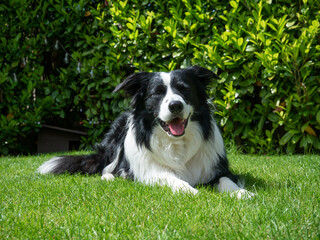 Border Collie - Black and White - Happy with Eyes Closed and Tongue out