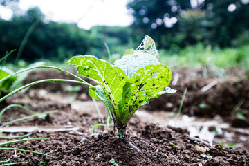 Baby Caisim, often known as green mustard in the fields. most popular vegetables in Indonesia
