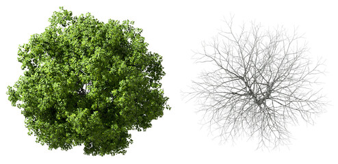 Top view trees growth and dried on transparent 3d render png
