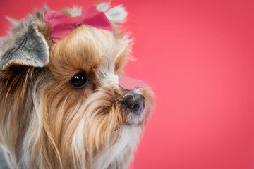 Happy dog (Yorkshire terrier) wearing bow celebrating Valentine day holding pink heart on nose. Valentine's day, birthday, mother's, women's day  concept. Copy space.