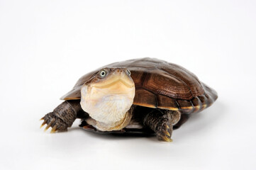 Starrbrust-Pelomedusenschildkröte // African helmeted turtle, Marsh terrapin (Pelomedusa subrufa)