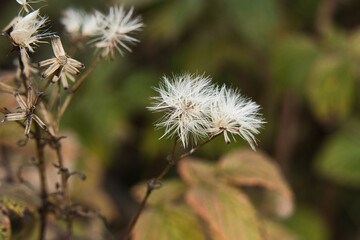 faded and ready for sowing - seed umbrellas - in the German forest in the Harz Mountains