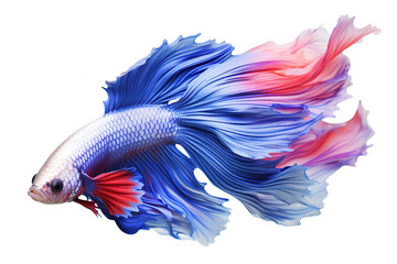 Obraz na płótnie Canvas Image of of betta fish with colorful on white background. Fishs., Pet., Animals.