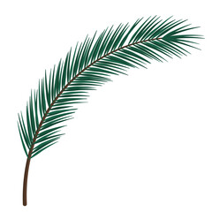 Fir branch with needle leaves isolated