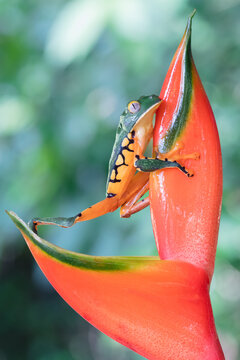 Splendid leaf frog (Cruziohyla calcarifer) on a heliconia flower in Costa Rica