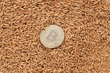 Grain of wheat, barley on a wooden background. In the center is a Bitcoin coin. Grain deal concept,...