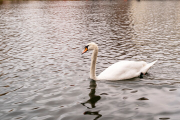 White swans swim in the pond.