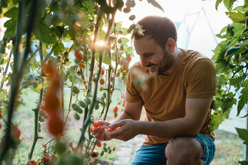 Cheerful man growing cherry tomatoes.