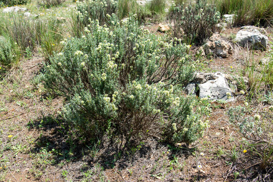 Detalle de una planta de mejorana silvestre en flor, thymus mastichina, en el campo
