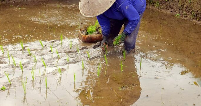 Woman complete first rows of rice transplanting at tilled watered field. She separates small pinch of sprouts from bunch and plants them into muddy soil. Traditional manual labor in fields of Bali