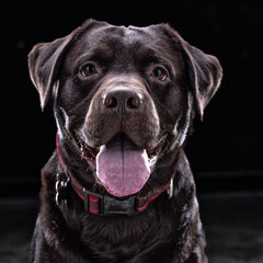 Cane Labrador su sfondo nero