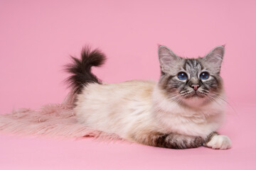 beautiful sacred burmese cat in studio close-up, luxury cat,