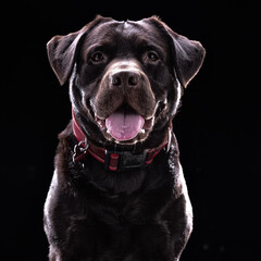 Cane Labrador su sfondo nero © paolo