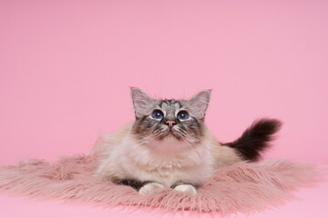 Fototapeta na wymiar beautiful sacred burmese cat in studio close-up, luxury cat,