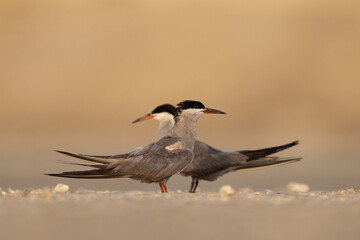 A pair of Lesser Crested Tern perched on ground at tubli, Bahrain