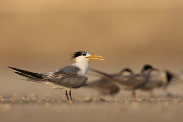 Portrait of Lesser Crested Tern at tubli, Bahrain