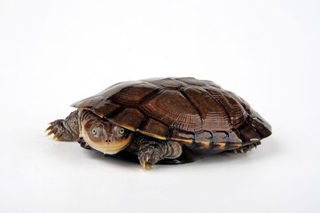 Obraz premium African helmeted turtle, Marsh terrapin // Starrbrust-Pelomedusenschildkröte (Pelomedusa subrufa)