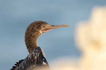 Socotra cormorant and forground blur of limestone rock at Busaiteen coast, Bahrain
