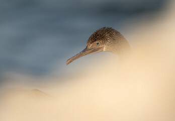 Socotra cormorant and forground blur of limestone rock at Busaiteen coast, Bahrain