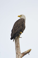 bald eagle on tree