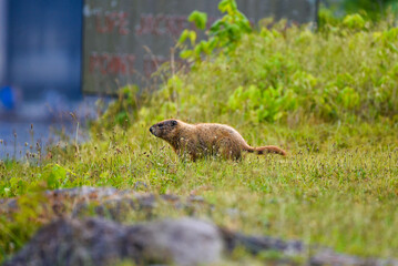 groundhog on grass cliff