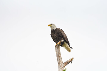 bald eagle on tree