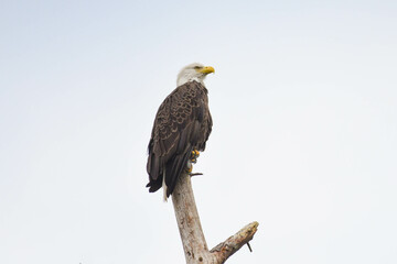 bald eagle on tree