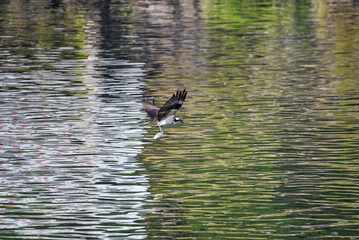 osprey catching fish