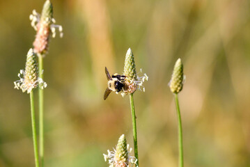 bee on a flower
