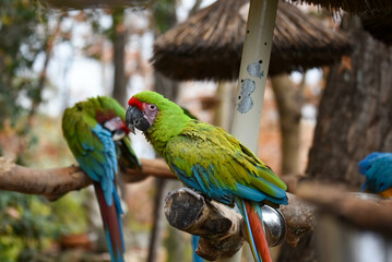 green macaw pair