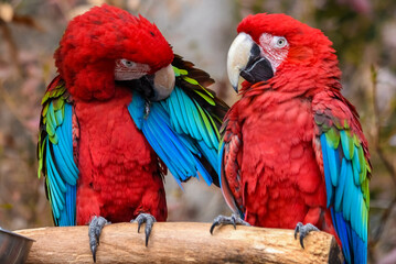 red macaws grooming