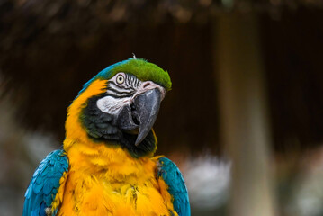 blue macaw portrait